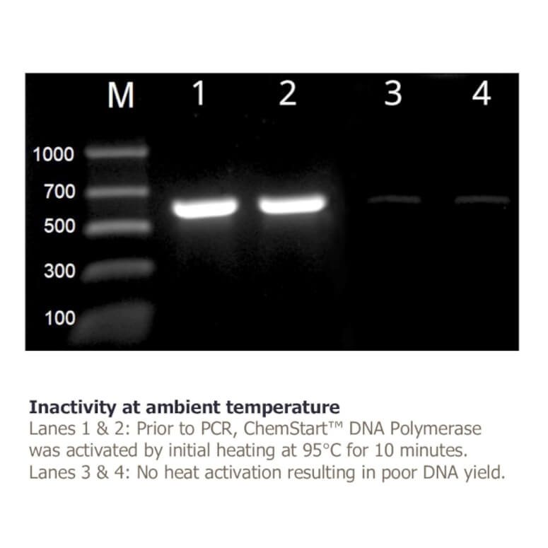 Agarose gel electrophoresis result with DNA bands in lanes 1 and 2.