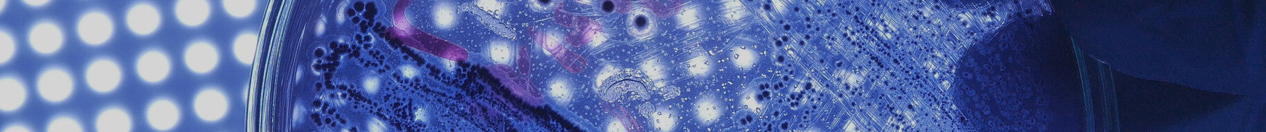 Microscopic view of plant cells with a blue tint
