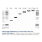 AzuraProof™ HiFi PCR Mix